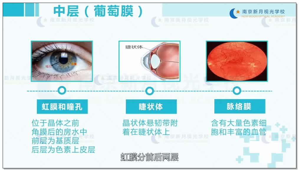 眼的解剖和生理 眼球-2眼科学和眼镜基础-验光师培训专题二