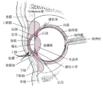 角膜溃疡-眼疾-插图- 角膜溃疡-眼疾-插图-