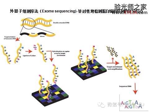推荐阅读(转载):尖峰眼科课程分享之近视眼发病机理研究 推荐阅读(转载):尖峰眼科课程分享之近视眼发病机理研究