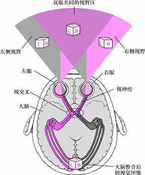 眼睛的主要解剖结构和功能-插图-1 眼睛的主要解剖结构和功能
