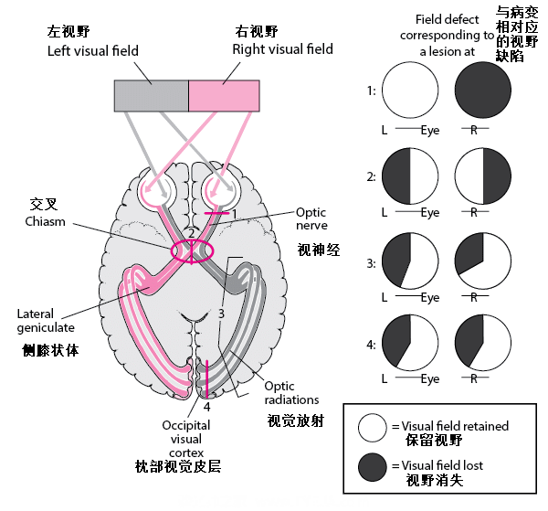 视觉神经通路与疾病概述