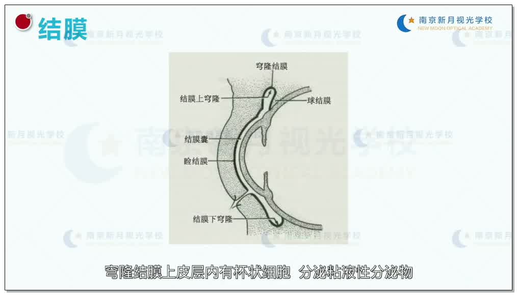 眼的解剖和生理 眼球附属器-2眼科学和眼镜基础-验光师培训专题二