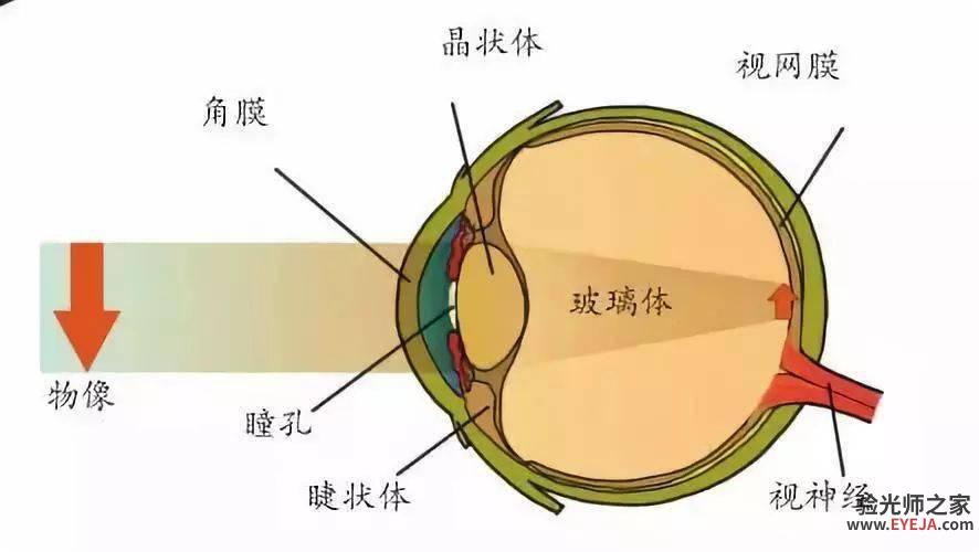 什么是共同性斜视？治疗？