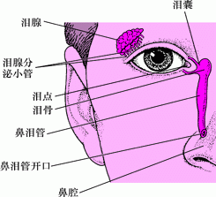 眼睛过度流泪-眼疾症状